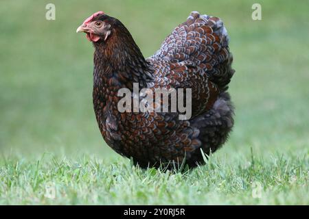 Gallina wyandotte libera in giardino Foto Stock