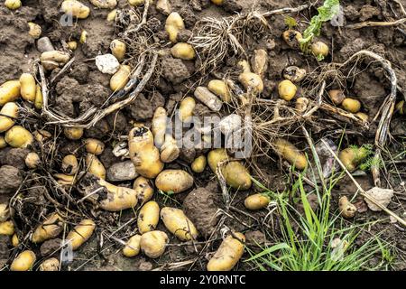 Campo di patate nei pressi di Bedburg, inondato dopo forti piogge, molte creste di patate sono annegate e le piante distrutte, le patate stanno marcigendo, le colture sono fallite, Foto Stock