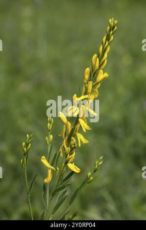 Ginestra di Dyer (Genista tinctoria), Kaiserstuhl, Baden-Wuerttemberg, Germania, Europa Foto Stock