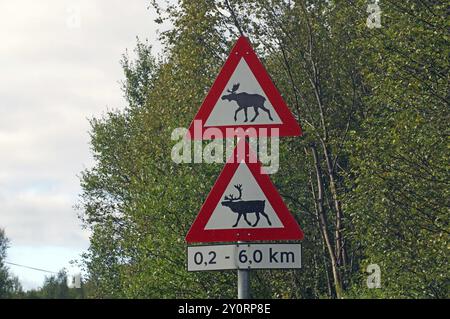 Segnali di avvertimento per l'alce lungo una strada che attraversa la fitta foresta, Troms, Norvegia, Europa Foto Stock