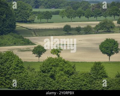 Ampi campi e file di alberi sotto un cielo limpido e soleggiato, Billerbeck Muensterland, Renania settentrionale-Vestfalia, Germania, Europa Foto Stock