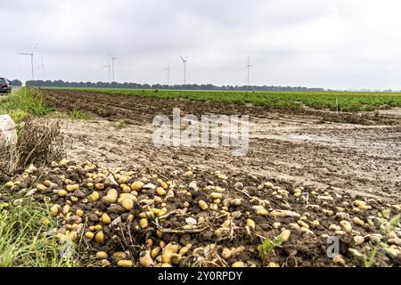 Campo di patate nei pressi di Bedburg, inondato dopo forti piogge, molte creste di patate sono annegate e le piante distrutte, le patate stanno marcigendo, le colture sono fallite, Foto Stock