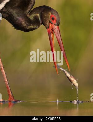 Cicogna nera (Ciconia nigra) pesca, caccia, in cerca di cibo, con pesci bianchi come preda, ritratto, zona d'acqua poco profonda, zona costiera, hun Foto Stock