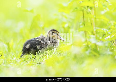 Anatra selvatica (Anas platyrhynchos) in piedi su un prato, Baviera, Germania, Europa Foto Stock