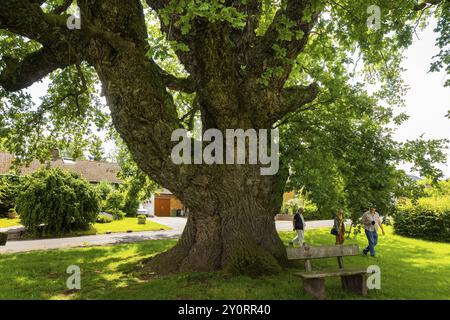 The Big Oak at Gross Schneen, Friedland (conosciuta come la quercia di 1000 anni), Court Oak, Gross Schneen, bassa Sassonia, Germania, Europa Foto Stock
