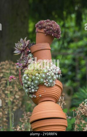 Houseleek (Sempervivum) in vasi di argilla, Renania settentrionale-Vestfalia, Germania, Europa Foto Stock