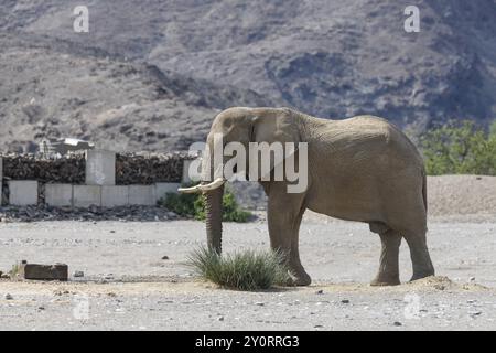 Elefante del deserto (Loxodonta africana) in una pozza d'acqua nel fiume secco Hoanib, Kaokoveld, regione di Kunene, Namibia, Africa Foto Stock