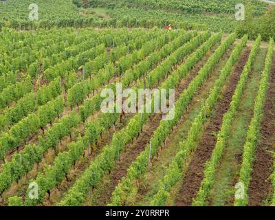 Vigneto verde con vigneti ordinati in filari, bingen, reno, germania Foto Stock