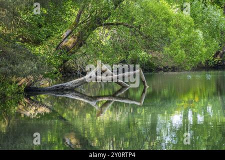 Primo piano di un albero abbattuto da un castoro europeo (fibra di castoro) che si trova nell'acqua, Franconia, Baviera, Germania, Europa Foto Stock