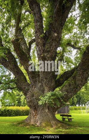 The Big Oak at Gross Schneen, Friedland (conosciuta come la quercia di 1000 anni), Court Oak, Gross Schneen, bassa Sassonia, Germania, Europa Foto Stock