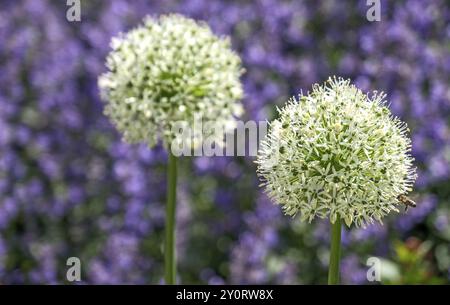 Porro ornamentale (Allium sp.), floreale, Renania settentrionale-Vestfalia, Germania, Europa Foto Stock