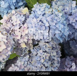 Grandi ortensie viola e blu in delicate tonalità pastello in estate, ortensie bigleaf (Hydrangea macrophylla), ortensie da giardino o fattoria Foto Stock