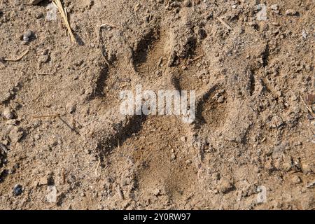 Lion track (Panthera leo) nel fiume Hoanib dry, animale femminile, Kaokoveld, regione di Kunene, Namibia, Africa Foto Stock