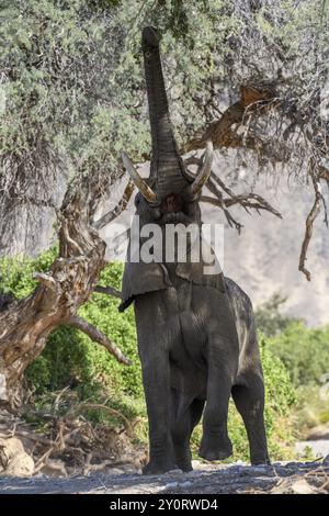 Elefante del deserto (Loxodonta africana) che cerca di ottenere semi di acacia, fiume secco Hoanib, Kaokoveld, regione di Kunene, Namibia, Africa Foto Stock