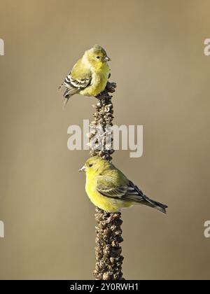 Due piccoli porcellini d'oro americani sono appollaiati su una pianta di mullein nella parte orientale dello stato di Washington Foto Stock