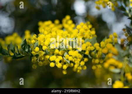 Fiori gialli della Australian acacia cultriformis Foto Stock