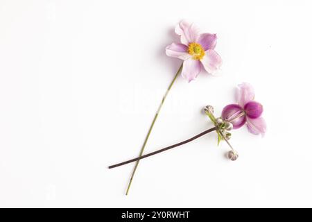 Due fiori rosa e boccioli dell'anemone cinese (Anemone hupehensis) su sfondo bianco Foto Stock