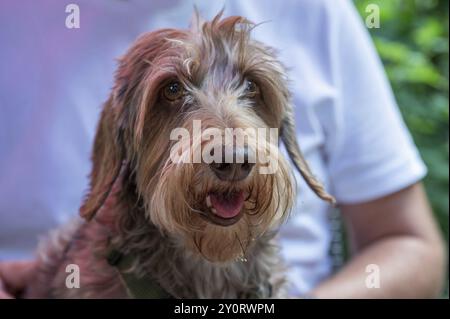 Cane, razza con i capelli a filo Dachshund, Baviera, Germania, Europa Foto Stock