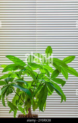 Money Tree Against Closed venetian Blinds in un appartamento Foto Stock