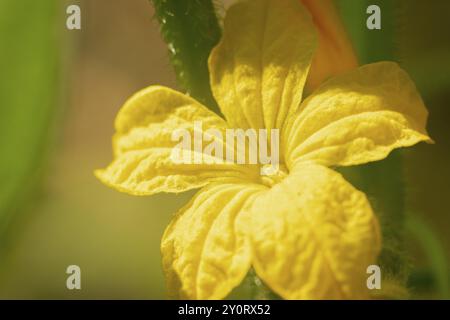 Primo piano di un fiore di cetriolo giallo (Cucumis sativus) alla luce del sole, Neunkirchen, bassa Austria, Austria, Europa Foto Stock