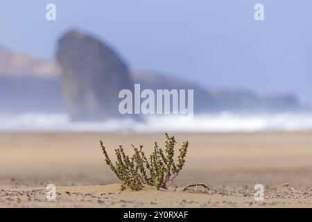 Spiaggia sabbiosa in riva al mare, natura incontaminata, parco naturale con catena montuosa del massiccio di Jandia, paesaggio dune, roccia nel surf, deserto, Parqu Foto Stock