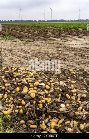 Campo di patate nei pressi di Bedburg, inondato dopo forti piogge, molte creste di patate sono annegate e le piante distrutte, le patate stanno marcigendo, le colture sono fallite, Foto Stock