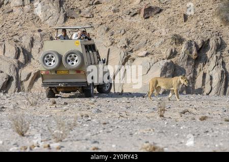 Turisti che osservano la leonessa del deserto (Panthera leo) nel fiume secco Hoanib, animale femminile, Kaokoveld, regione di Kunene, Namibia, Africa Foto Stock
