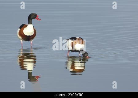 Anatra comune (Tadorna tadorna) in piedi in acqua, due, coppia, riflessione, foraggiamento, proteggere, osservare, De Wagejot, Texel, North Hol Foto Stock