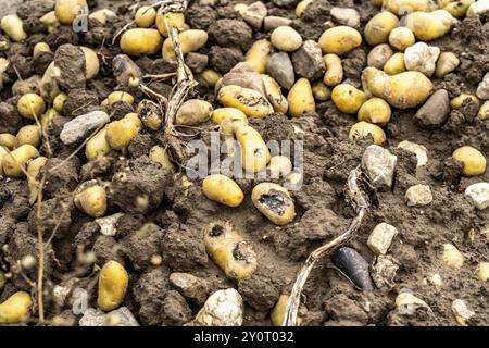 Campo di patate nei pressi di Bedburg, inondato dopo forti piogge, molte creste di patate sono annegate e le piante distrutte, le patate stanno marcigendo, le colture sono fallite, Foto Stock
