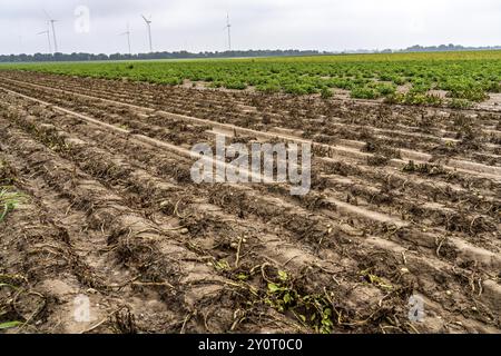 Campo di patate nei pressi di Bedburg, inondato dopo forti piogge, molte creste di patate sono annegate e le piante distrutte, le patate stanno marcigendo, le colture sono fallite, Foto Stock