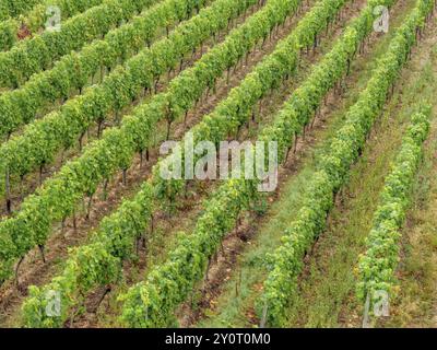 Vista dettagliata di un vigneto con filari di viti ordinati, bingen, reno, germania Foto Stock