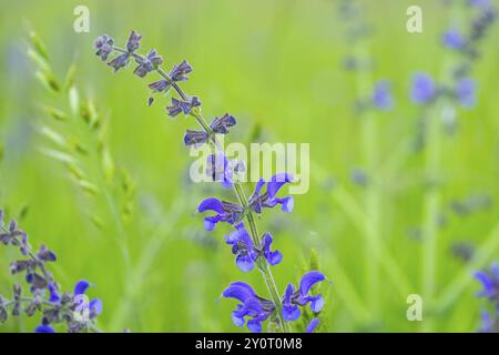 Primo piano di una salvia pratensis (Salvia pratensis) fiorita in primavera, Baviera, Germania, Europa Foto Stock