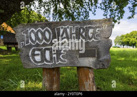 The Big Oak at Gross Schneen, Friedland (conosciuta come la quercia di 1000 anni), Court Oak, Gross Schneen, bassa Sassonia, Germania, Europa Foto Stock