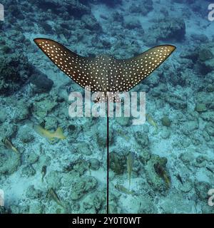 Vista dall'alto delle ali posteriori con puntini bianchi di aquile maculate (Aetobatus ocellatus) che nuotano sulla barriera corallina del fondale marino, in cima alla barriera corallina, Indian oC Foto Stock