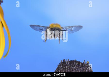 Ape carceraria comune (Bombus pascuorum), in volo, foto natura ad alta velocità, sopra il coneflower giallo (Rudbeckia fulgida), fauna selvatica, insetti, bumblebees, S. Foto Stock