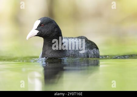 culla eurasiatica (Fulica atra) che nuota in un lago, Baviera, Germania, Europa Foto Stock