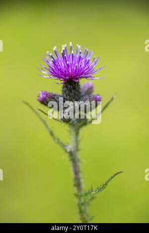 Primo piano di un cardo palustre europeo (Cirsium palustre) fiorisce in primavera, Baviera, Germania, Europa Foto Stock