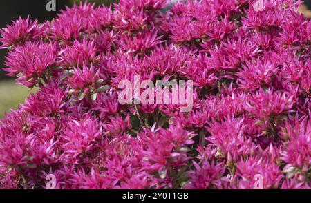 Sedum spurium Schorbuser Blut, Renania settentrionale-Vestfalia, Germania, Europa Foto Stock