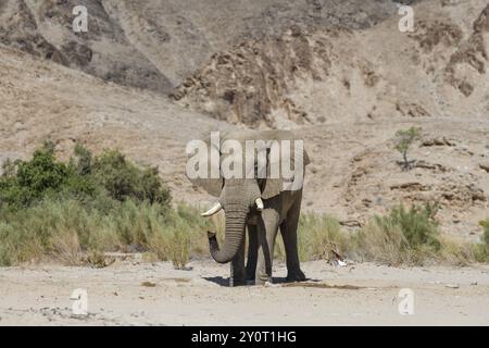 Elefante del deserto (Loxodonta africana) in una pozza d'acqua nel fiume secco Hoarusib, Kaokoveld, regione di Kunene, Namibia, Africa Foto Stock