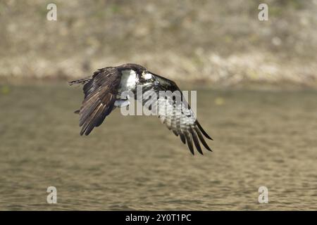 Un falco pescato sta volando in basso verso l'acqua con un pesce appena pescato tra i suoi artigli nell'Idaho settentrionale Foto Stock