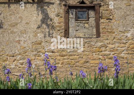 Iris di fronte a un muro di arenaria, Borgogna, Francia, Europa Foto Stock