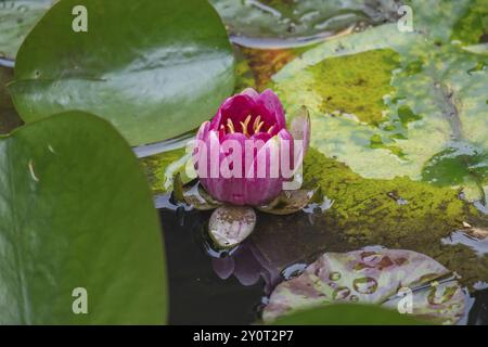 Ninfea rosa (Nymphaea), rosa, rosso, Renania settentrionale-Vestfalia, Germania, Europa Foto Stock