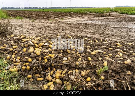 Campo di patate nei pressi di Bedburg, inondato dopo forti piogge, molte creste di patate sono annegate e le piante distrutte, le patate stanno marcigendo, le colture sono fallite, Foto Stock