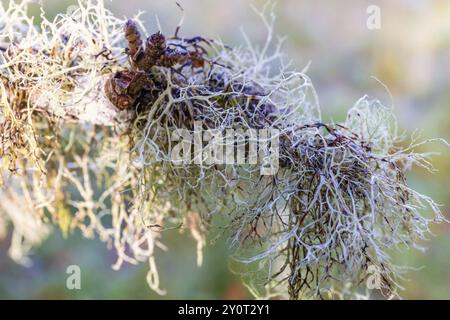 Primo piano a Usnea lichene che cresce su un ramo d'albero Foto Stock