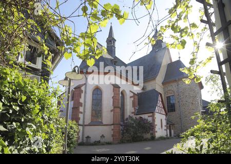 Chiesa barocca di San Pietro e Paolo con viti e retroilluminazione, Hofheim, Taunus, Assia, Germania, Europa Foto Stock