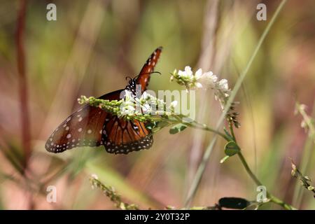 Farfalla regina o Danaus gilippus che si nutrono di piccoli fiori bianchi sul sentiero dei cipressi a Payson, Arizona. Foto Stock