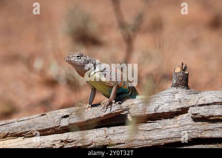 Maschio Greater Earless Lizard o Cophosaurus texanus poggiato su un tronco del Cypress Trail a Payson, Arizona. Foto Stock