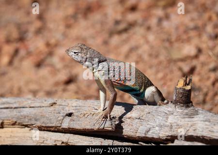 Maschio Greater Earless Lizard o Cophosaurus texanus poggiato su un tronco del Cypress Trail a Payson, Arizona. Foto Stock