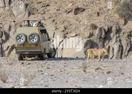 Turisti che osservano la leonessa del deserto (Panthera leo) nel fiume secco Hoanib, animale femminile, Kaokoveld, regione di Kunene, Namibia, Africa Foto Stock