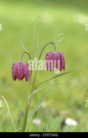 fritillaria meleagris (Fritillaria meleagris), due fiori in un prato, infiorescenza, fioritura primaverile, Wilnsdorf, Renania settentrionale-Vestfalia, Ger Foto Stock